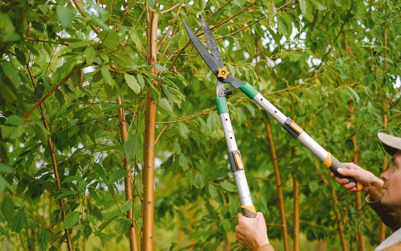 Tree trimming in Bushton, KS