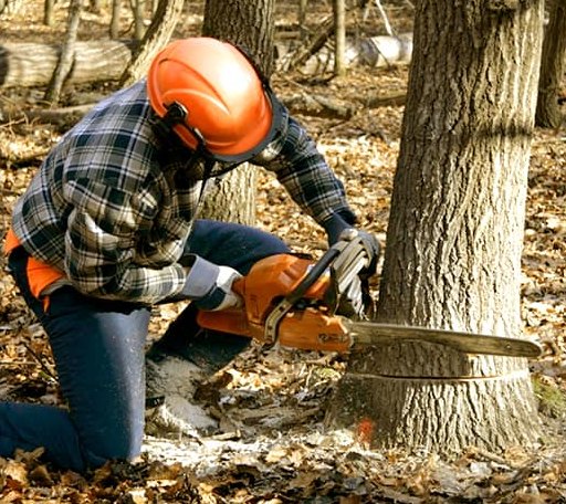 Tree Removal in Bushton, KS